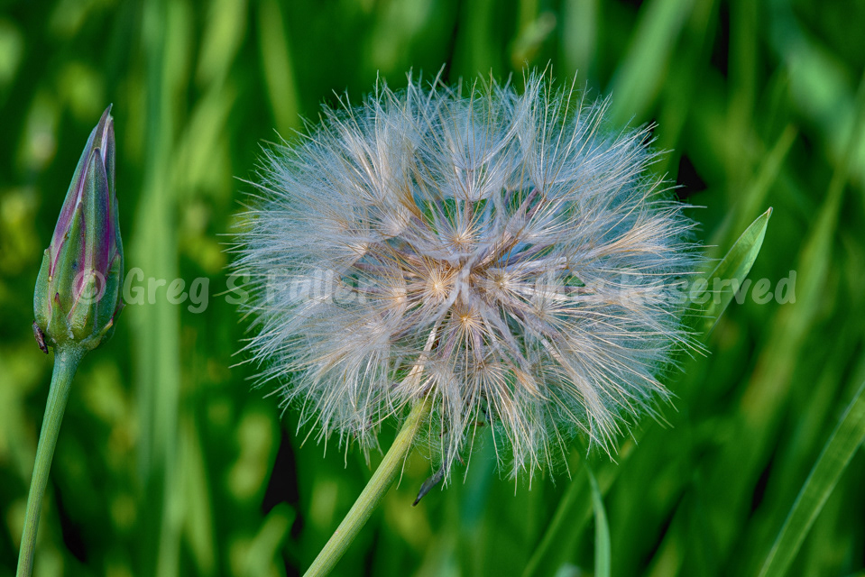 Dandelion Fuzzy - Macro Photography