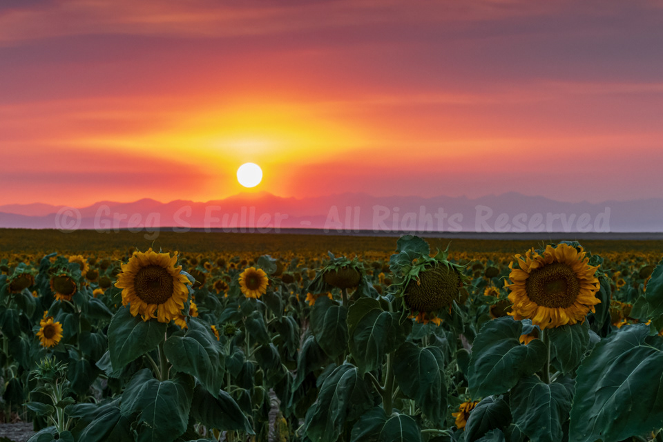 A Red Sunflower Sunset over the Rocky Mountains