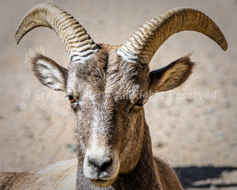 There Ewe Are - Colorado Rocky Mountain Big Horn Sheep