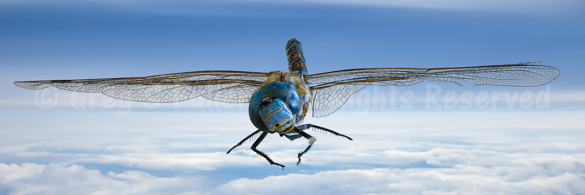 A Dragonfly's Demise - Sent off to the heavens