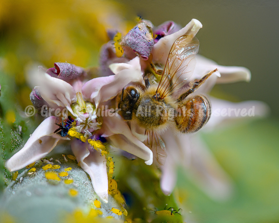 Garden Life  - Honey Bee & Aphids
