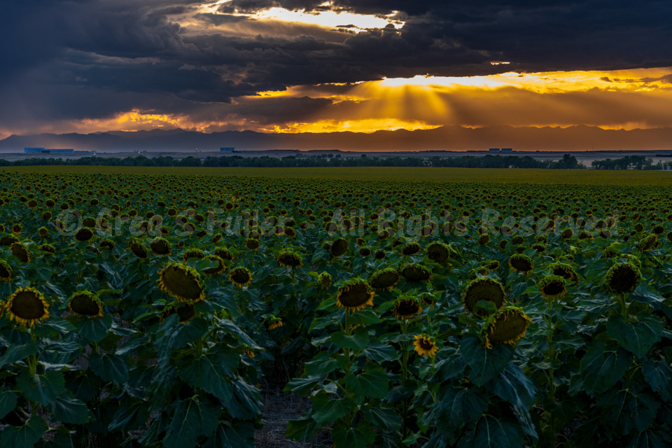 Bowing their Heads Knowing the Harvest is Near - Large Fields of Sunflowers & Sunrays at Sunset