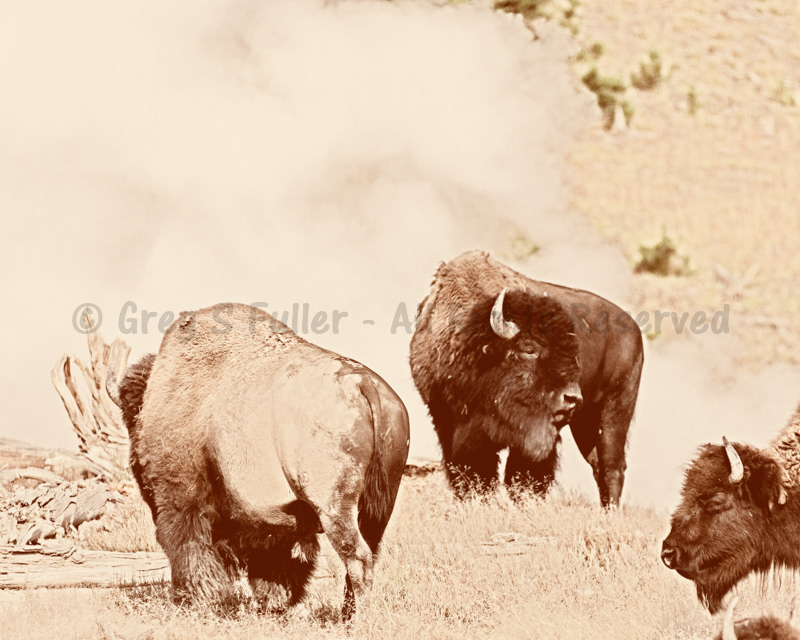 American Bison on a Steamy Cool Morning in Hayden Valley, Yellowstone National Park, Wyoming