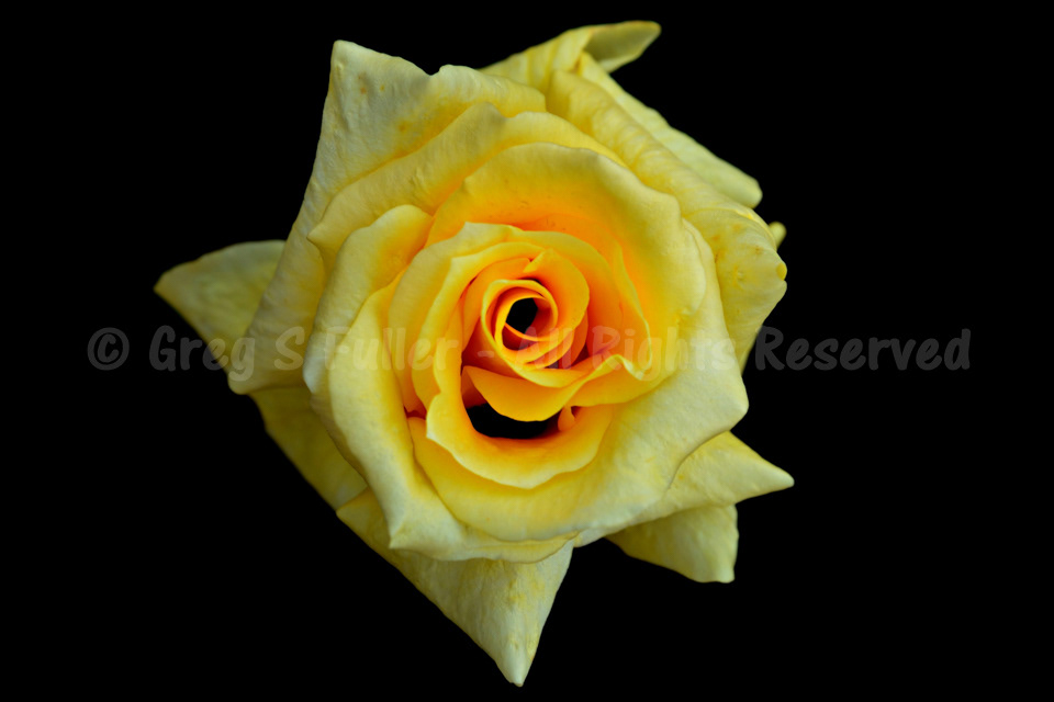 Yellow Rose