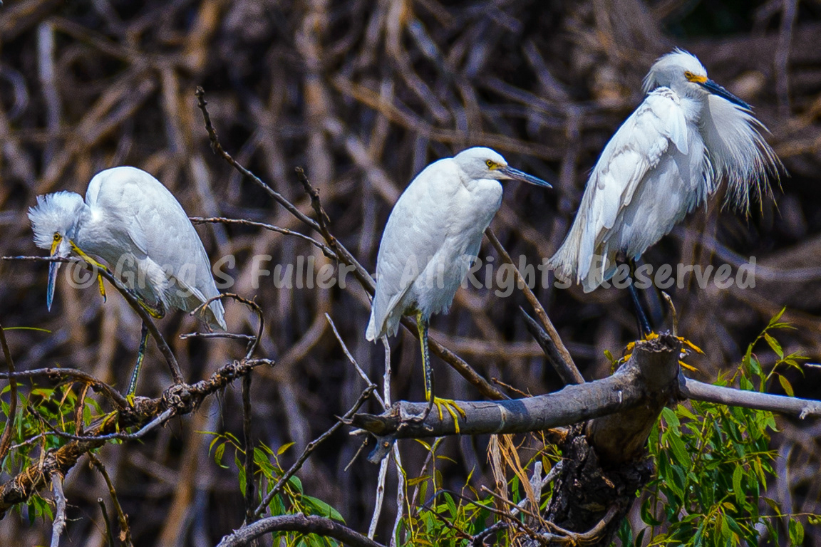 Snowy Egrets - Barr Lake State Park, Colorado