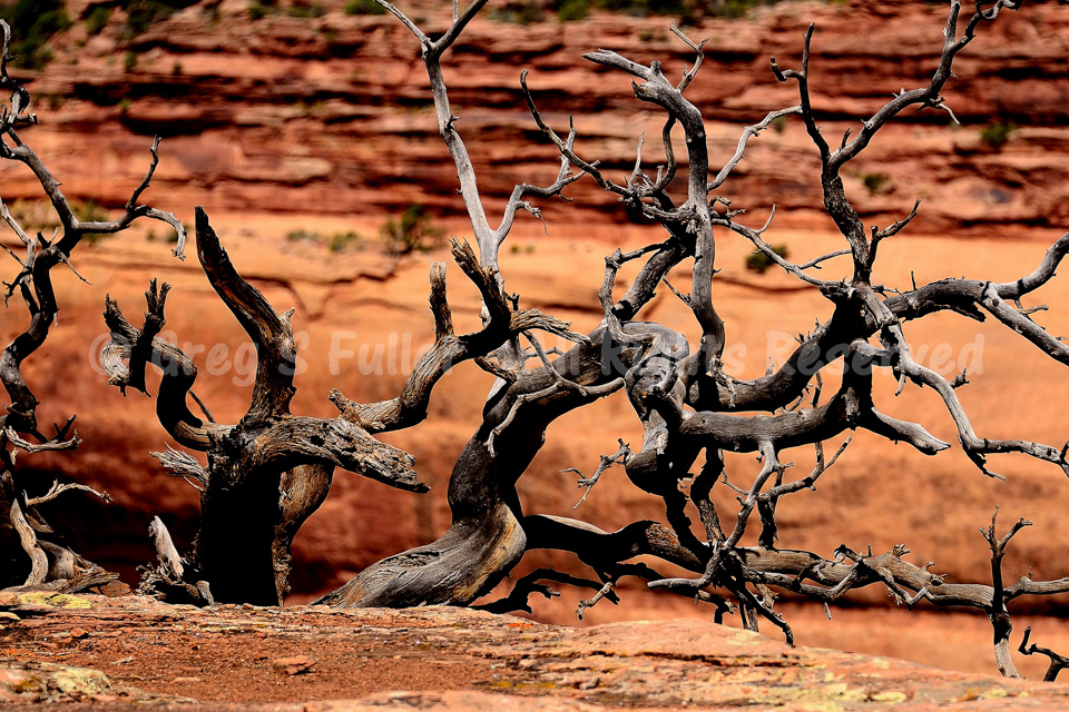 Withered Old Tree - Colorado National Monument