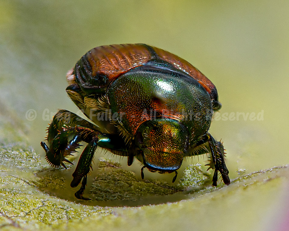 Garden Life - A Beetle Infestation