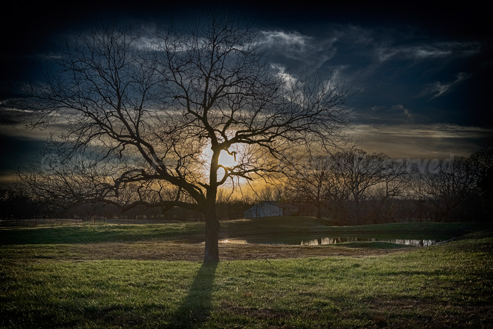 Life on the Farm - Sunset Over a Winter Barren Tree - Okmulgee, Oklahoma
