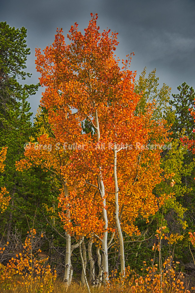Fiery Autumn Colors - Colorado Rocky Mountains