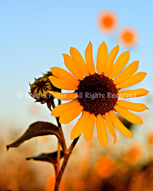 Morning Sun Lighting a Maturing Sunflower