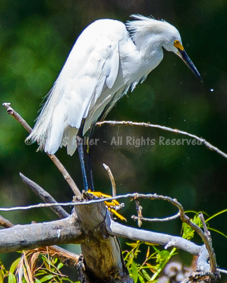 Snowy Egret - Barr Lake State Park, Colorado