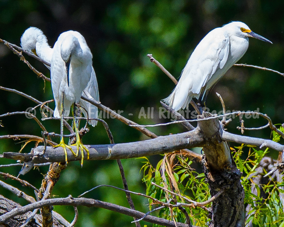 Snowy Egrets - Barr Lake State Park, Colorado