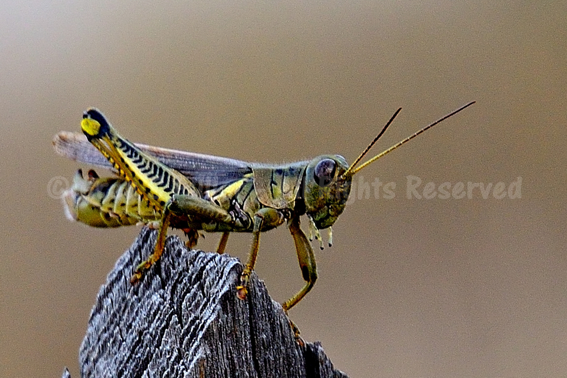 Tiny creatures - Macro Photography of a Grasshopper
