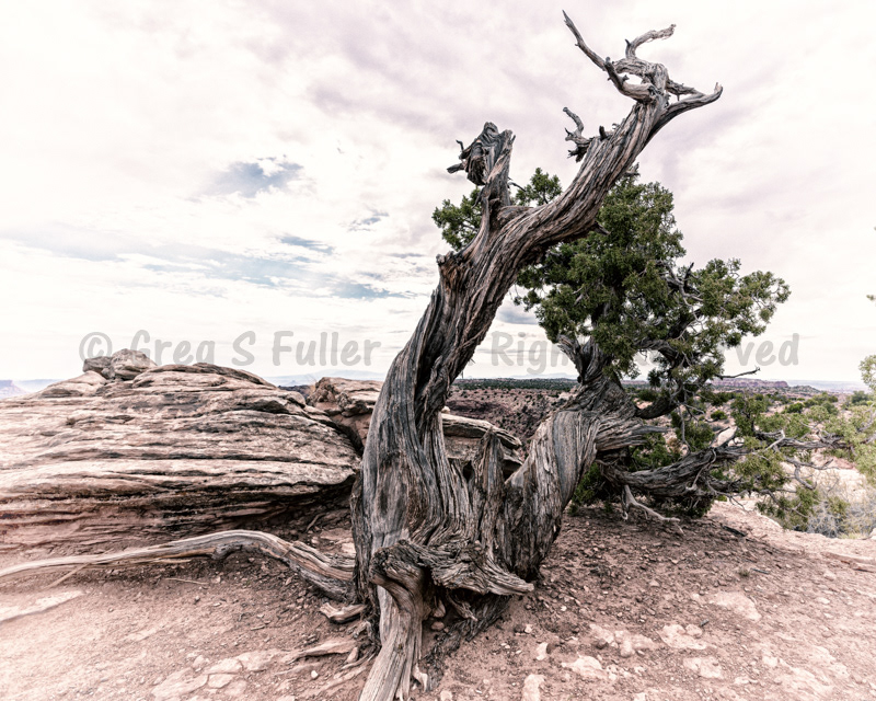 In Need of a Drink - Canyonlands National Park, Utah