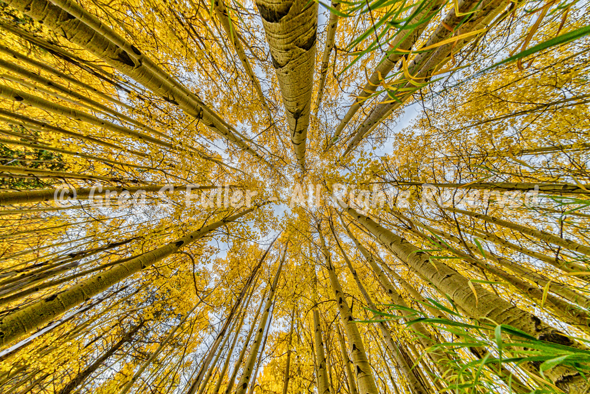A Forest of Gold - Guanella Pass, Colorado