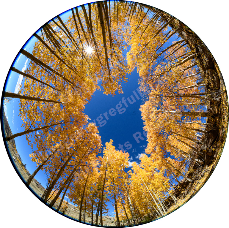 Colorado Gold - Aspen Trees in the Fall - A Fish Eye's View