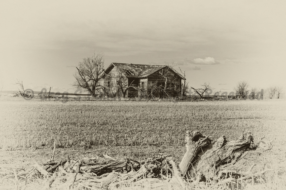 Withering on the plains - Washington County, Colorado