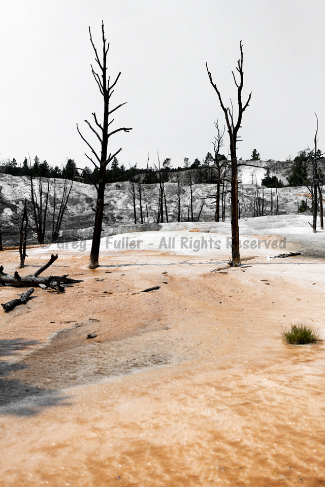Stark Contrast - Mammoth Hot Springs - Yellowstone National Park, Wyoming