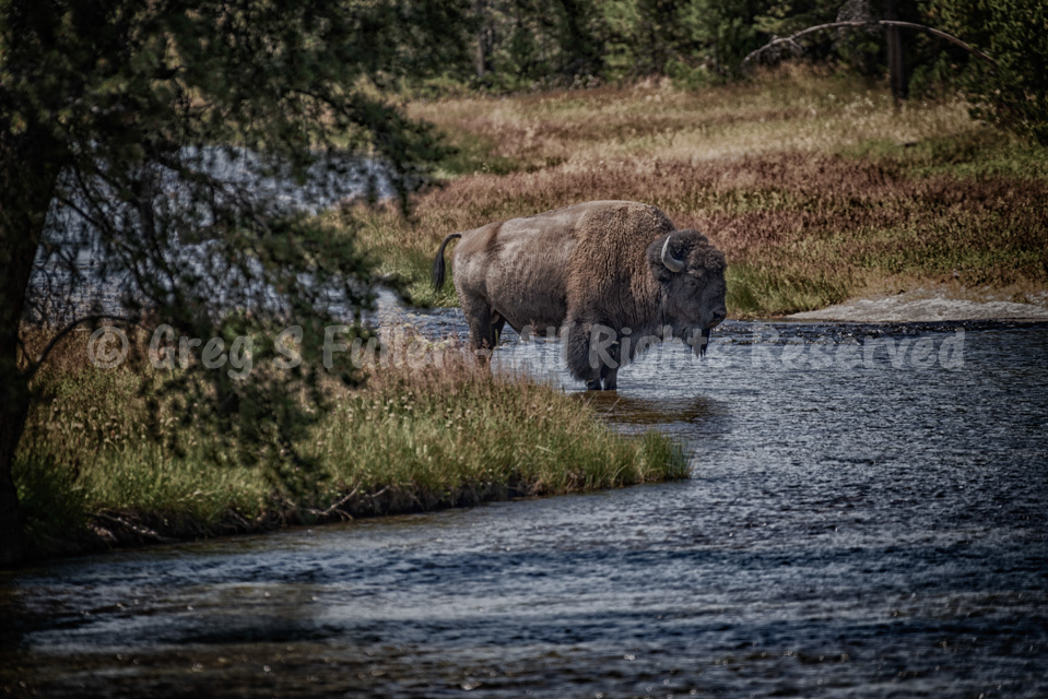 Chillin' on a Hot Day in the Firehole River - American Bison - Yellowstone National Park, Wyoming