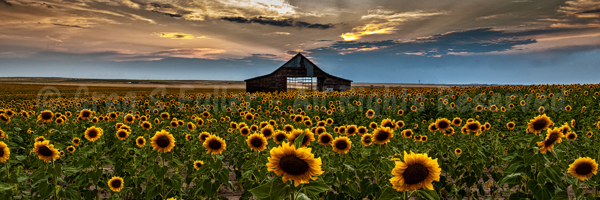Surrounded by a Sea of Gold - An old barn in the midst of a large sunflower field - Colorado