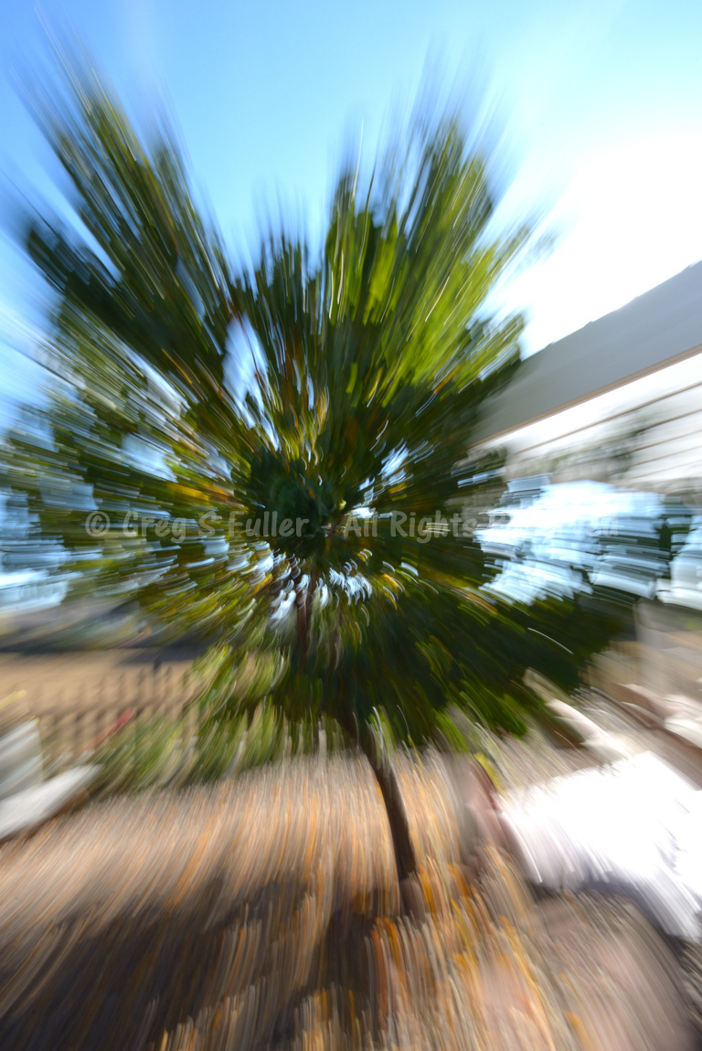 Tree in Motion