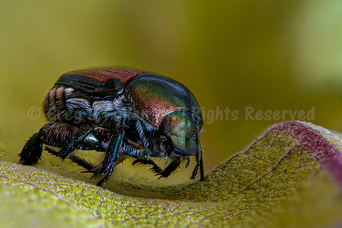 Garden Life - A Beetle Infestation