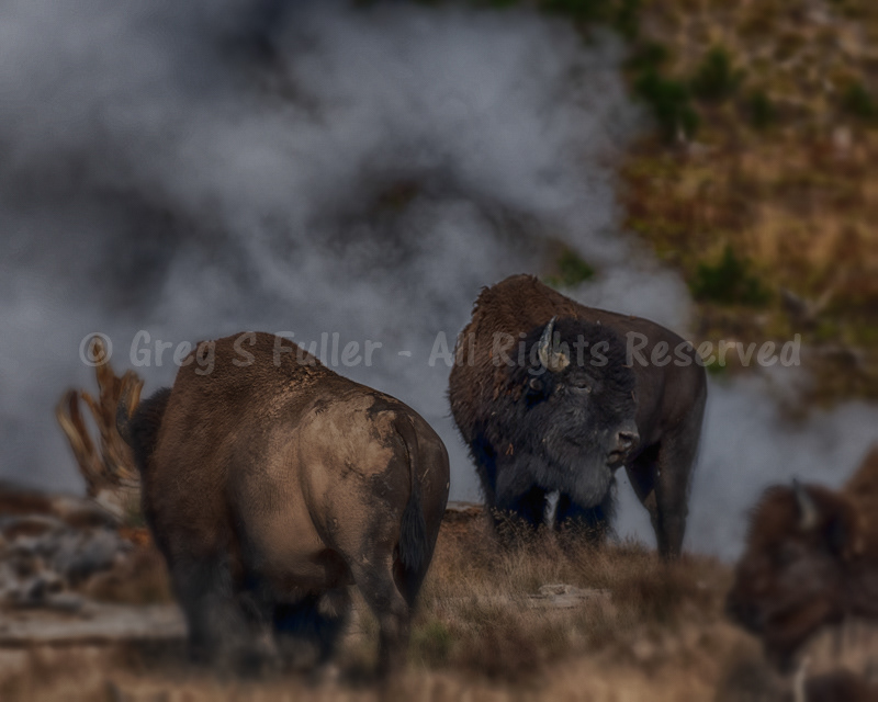 American Bison during the Rut Surrounded by Steamy  Cauldron Fumaroles - Hayden Valley, Yellowstone National Park, Wyoming