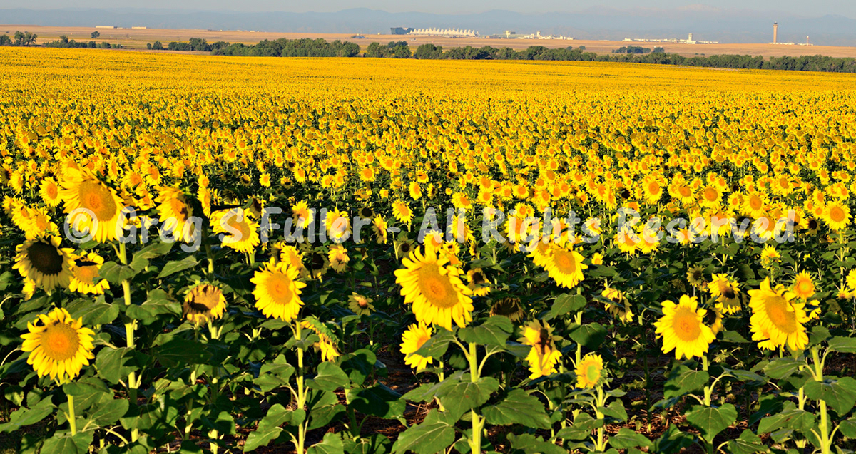 Large Field of Sunflowers - Denver International Airport