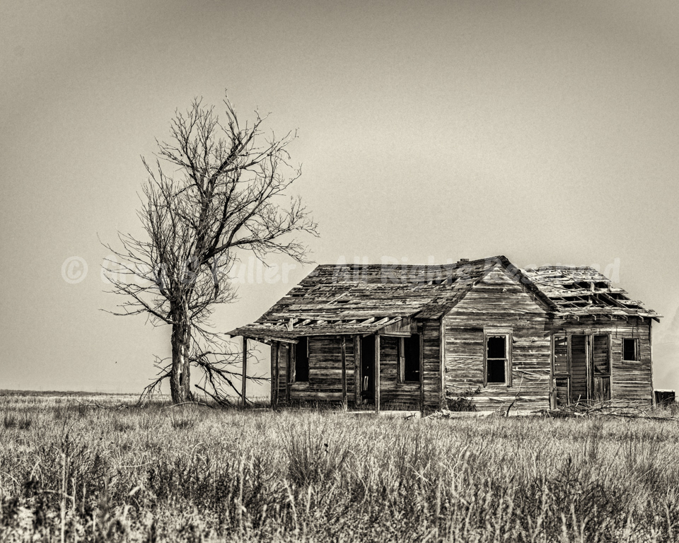 Every House Needs a Tree - Weld County, Colorado