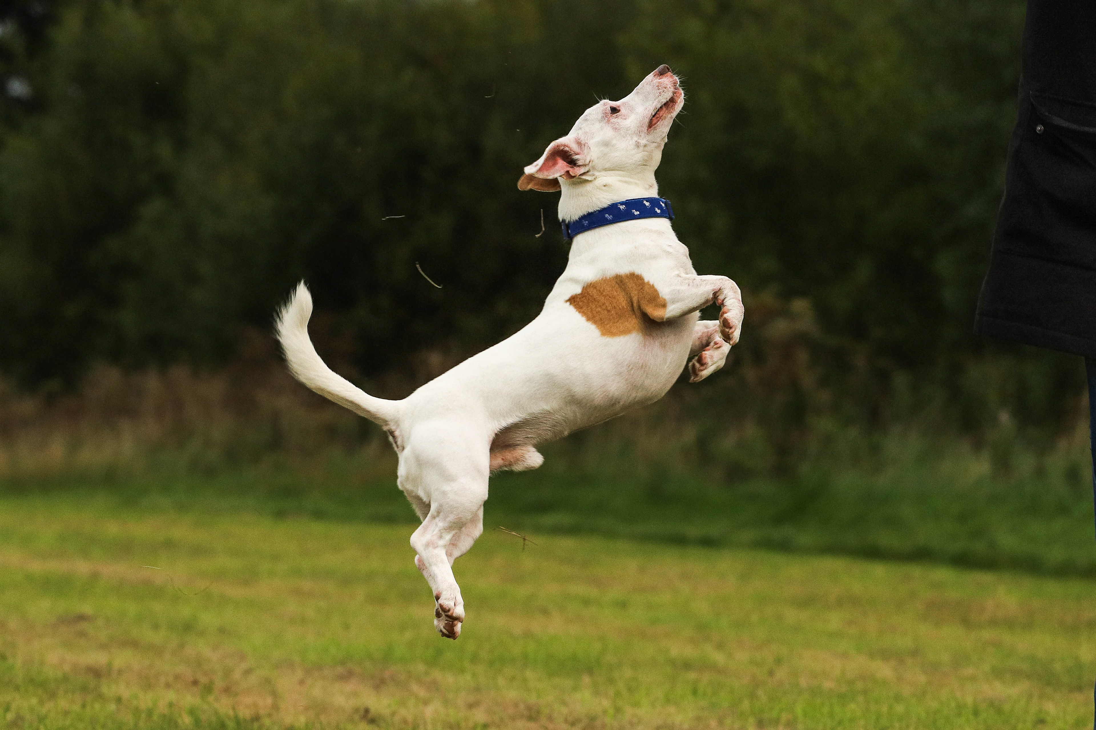 Wilson the Jack Russell