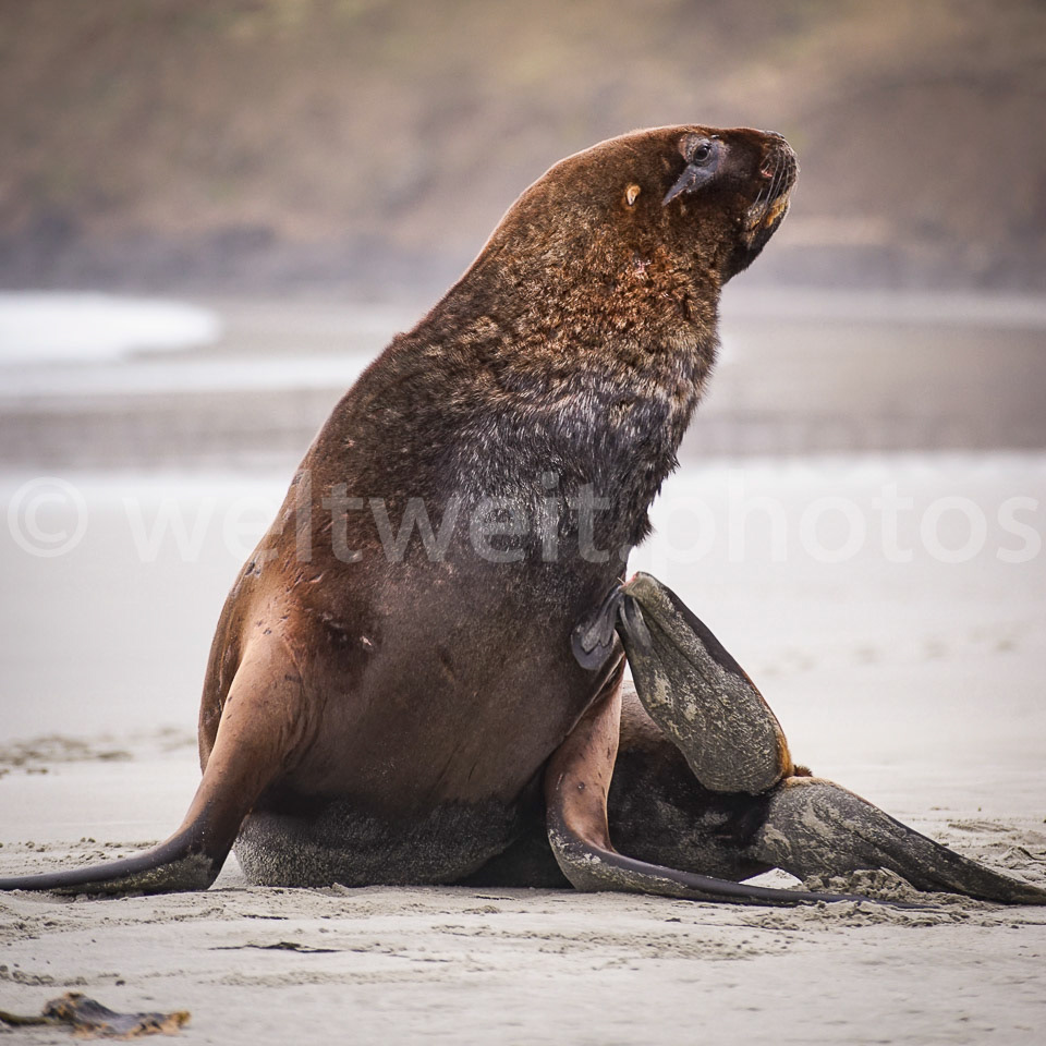 Seelöwe. Dunedin, Neuseeland