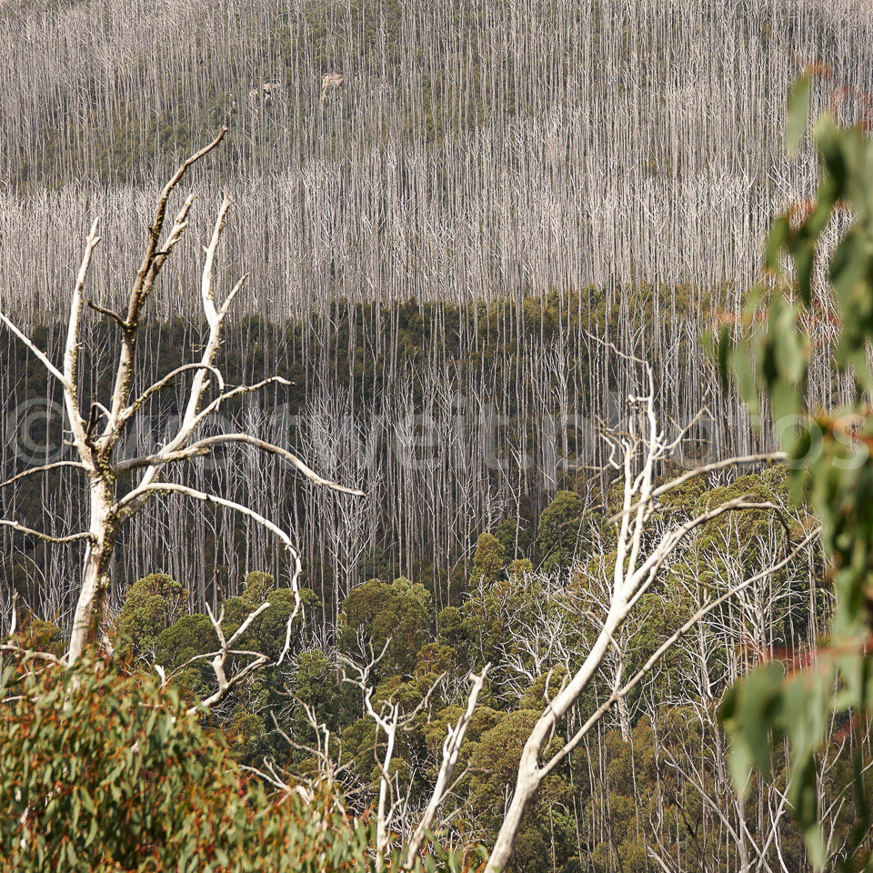 Victorianische Alpen. Australien