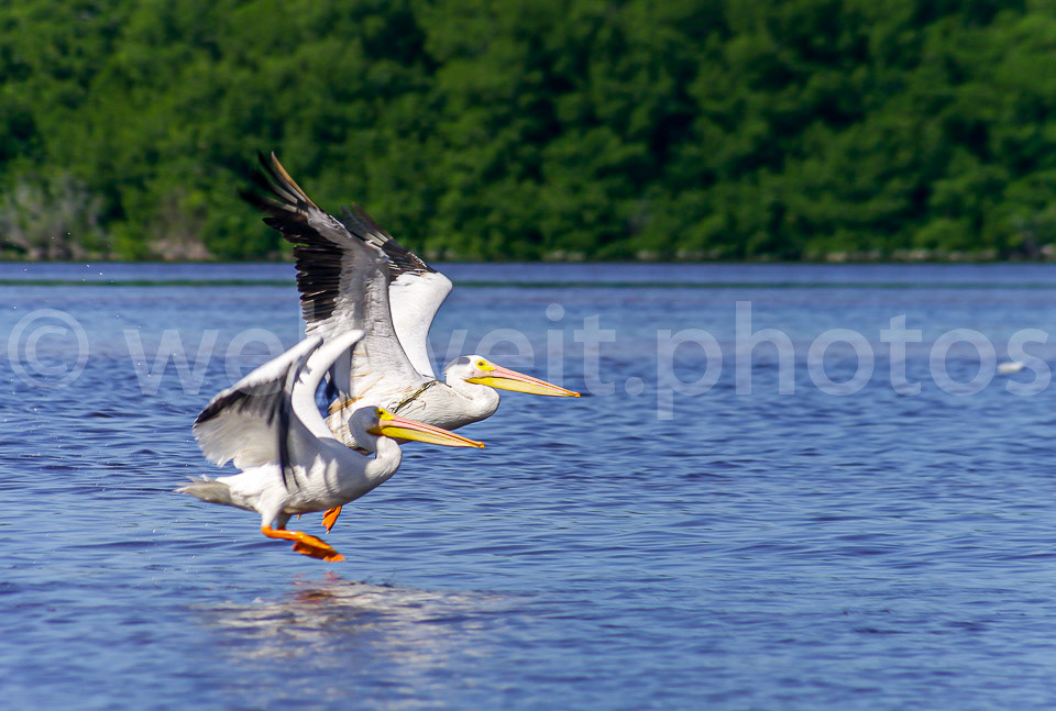 Pelikane in Celestun