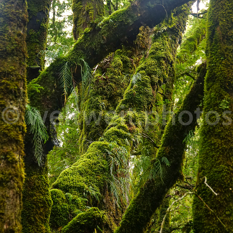 Mooswald. Haast Pass, Neuseeland (Süd)