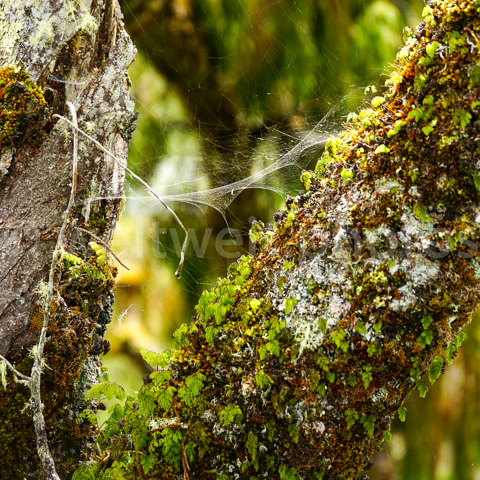 Moos. Paparoa, Neuseeland