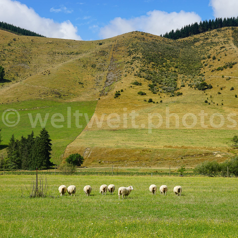 Schafherde. Neuseeland (Süd)