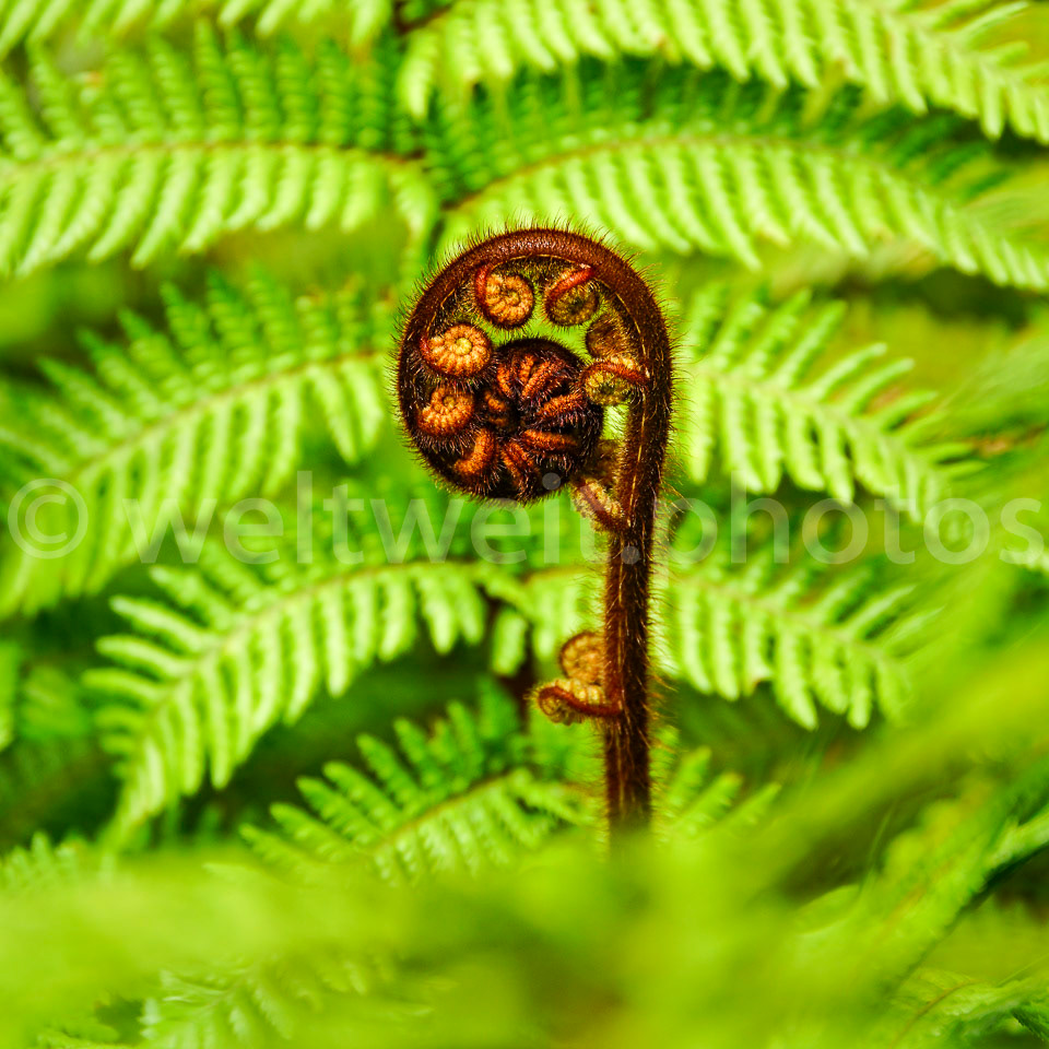 Koru (Farn). Neuseeland