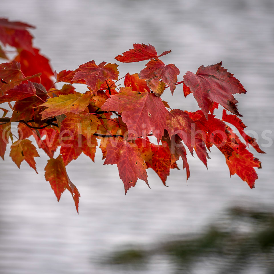 Ahorn, White Mountains, USA