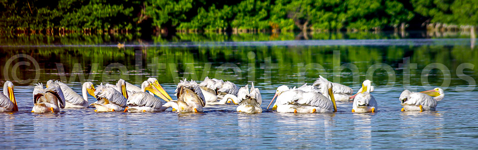 Pelikane in Celestun