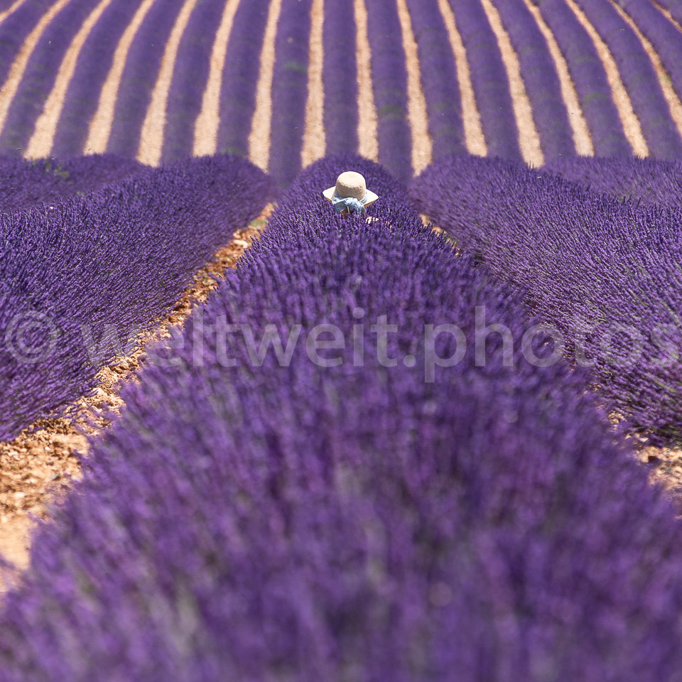 Lavendelfeld. Provence, Südfrankreich