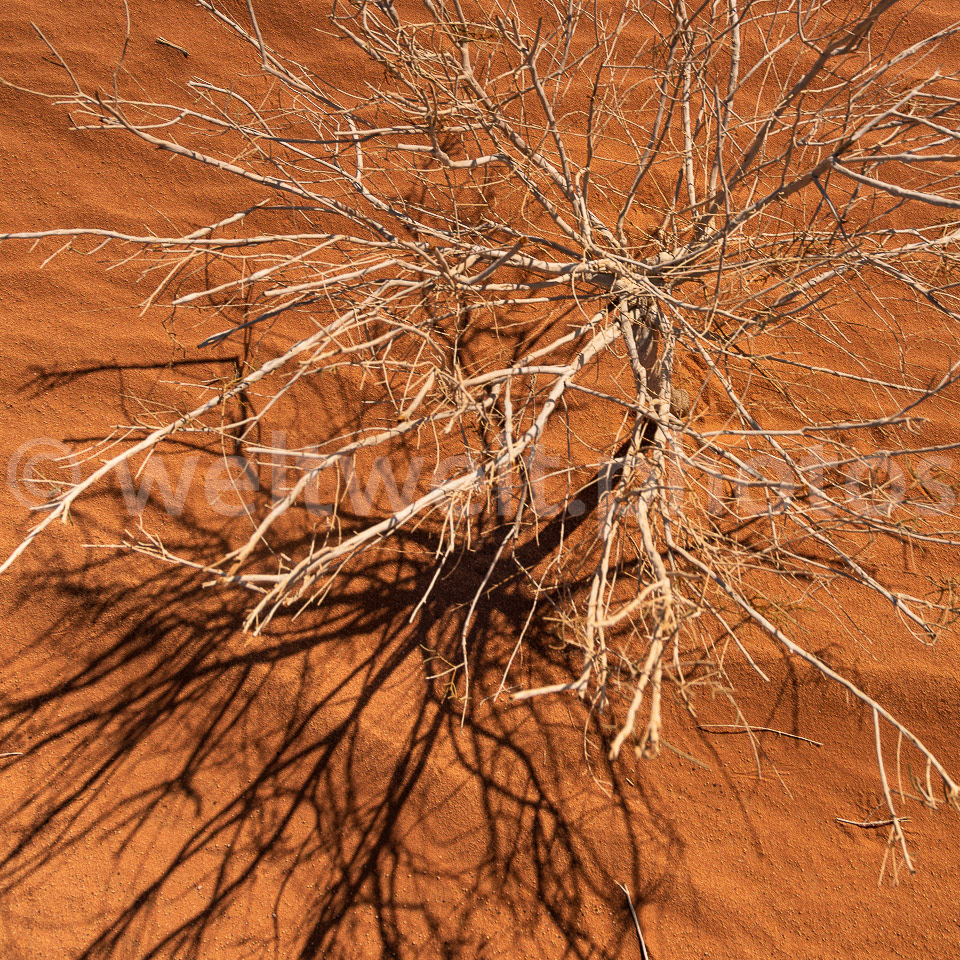 Trockenpflanze. Wadi Rum, Jordanien