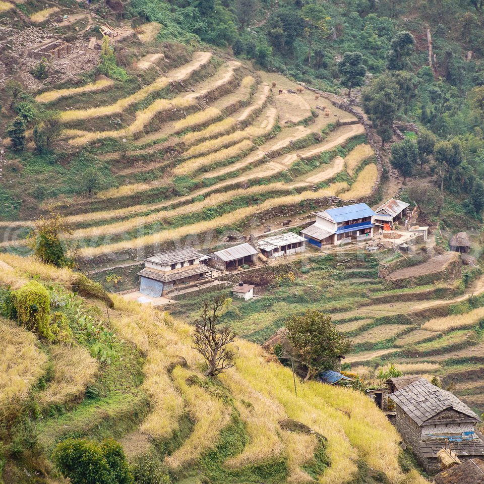 Maisfeld. Himalaya, Nepal