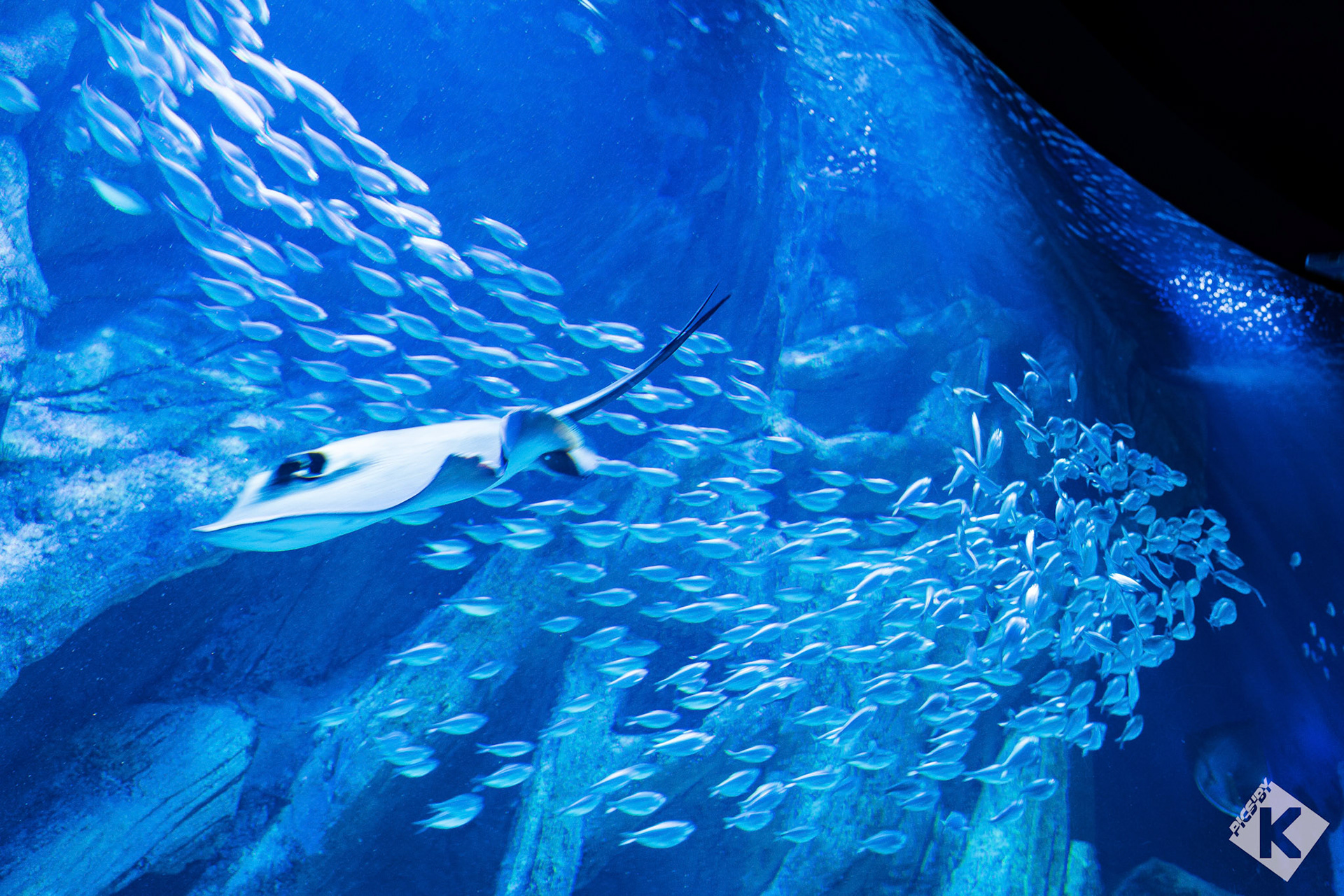 Aquarium de la Rochelle