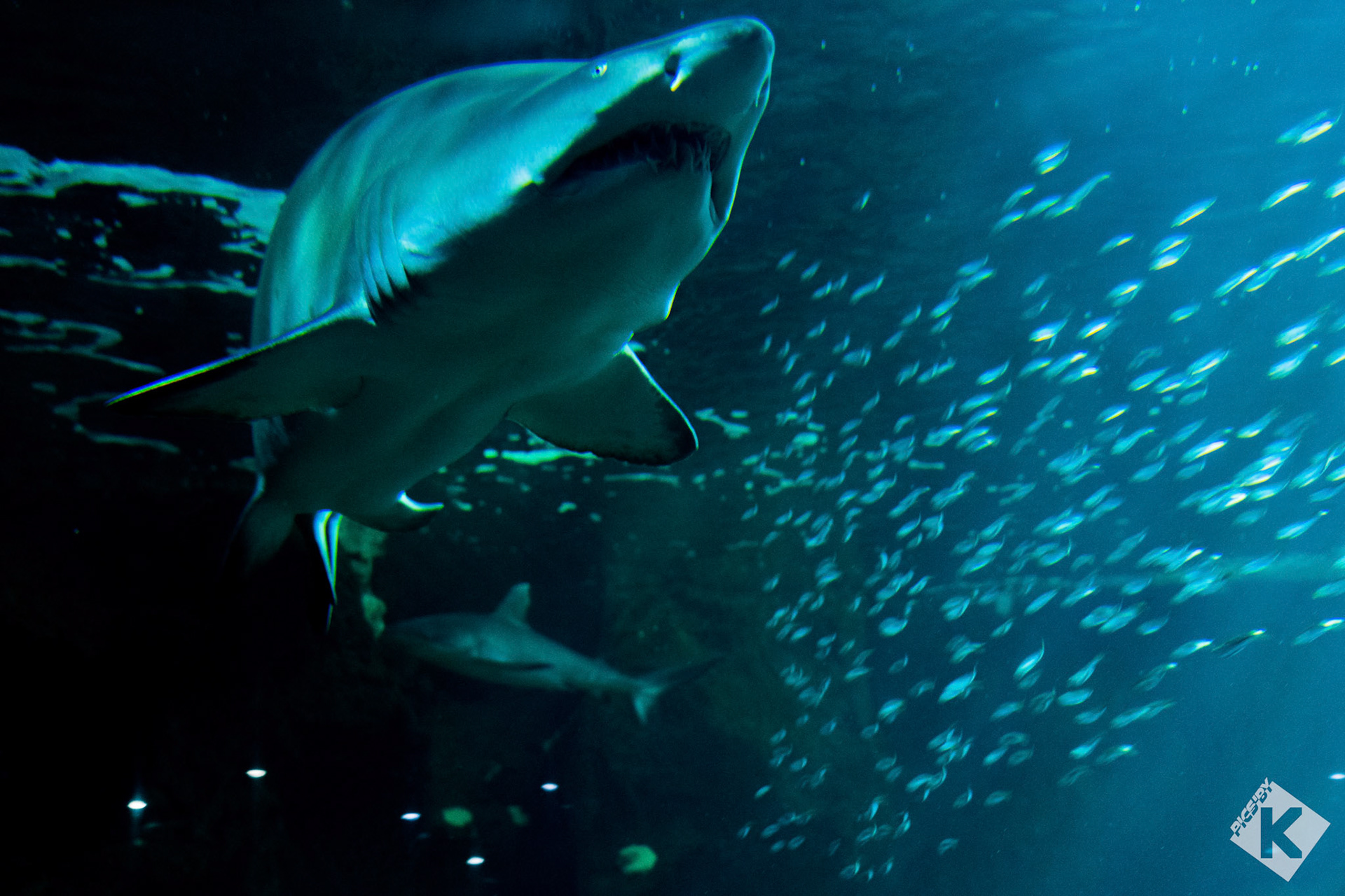 Aquarium de la Rochelle