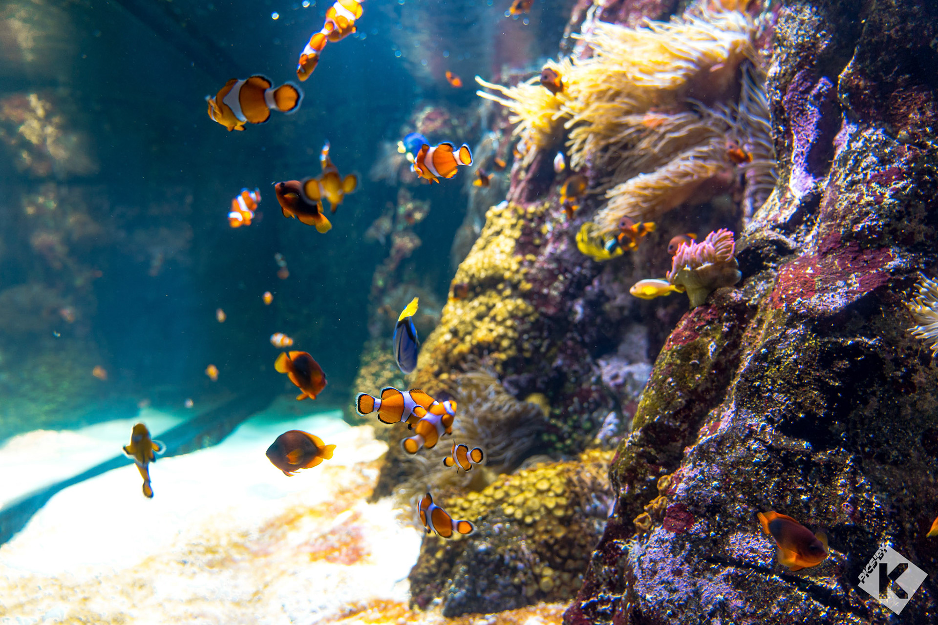 Aquarium de la Rochelle