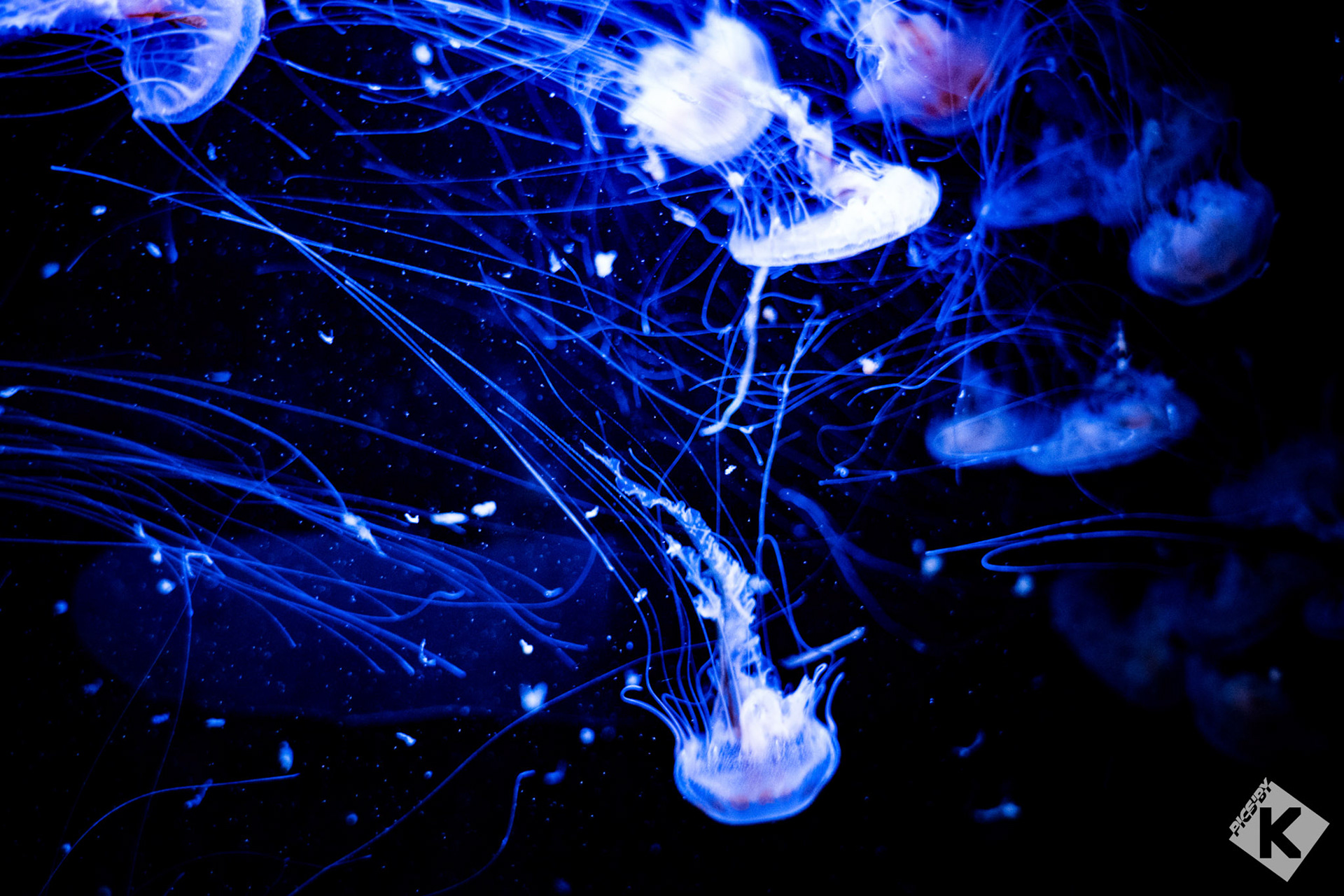 Aquarium de la Rochelle