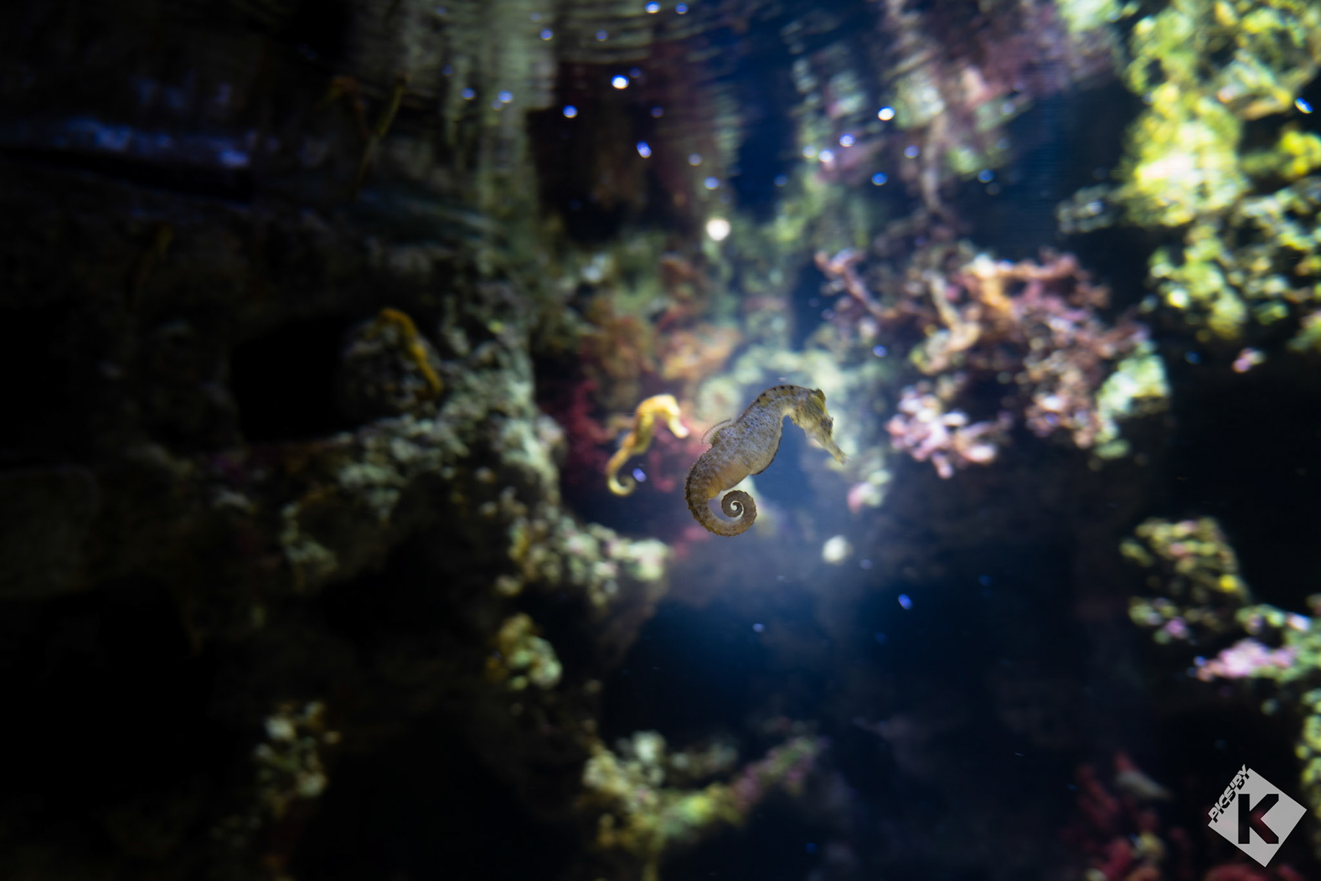 Aquarium de la Rochelle
