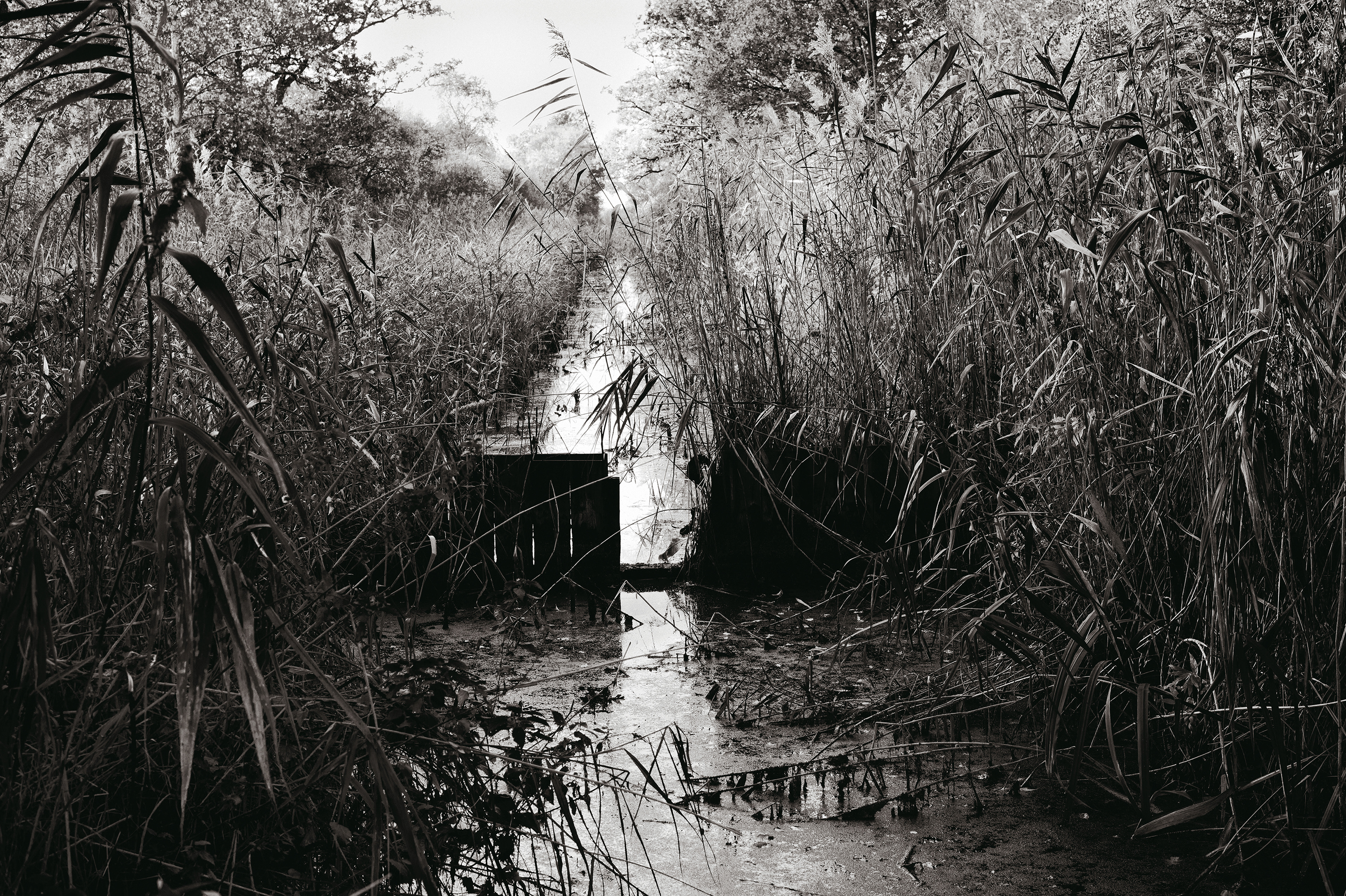 Woodwalton Fen, Cambs, U.K