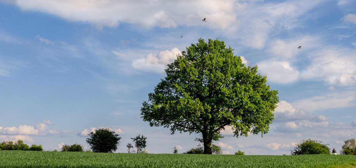 Baum, Feng Shui Glück