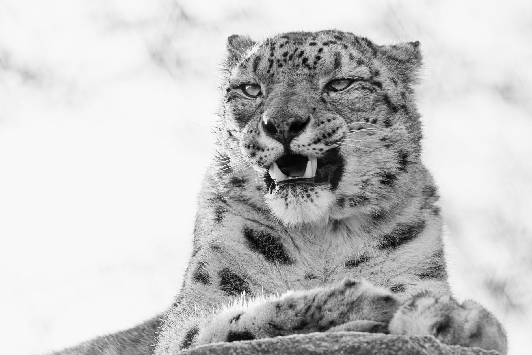 Schneeleopard - Panthera uncia